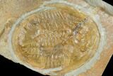 Ogyginus Cordensis - Classic British Trilobite #114177-1